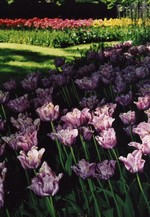 Vue du jardin