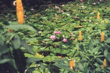 Jardin de Balata