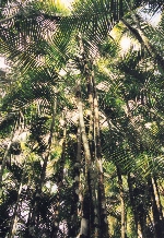 Jardin de Balata