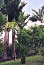 Jardin de Balata