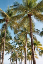 La plage de la Caravelle