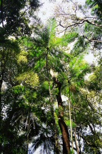 Floresta da Tijuca