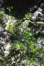 Floresta da Tijuca