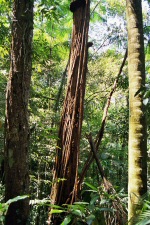 Floresta da Tijuca
