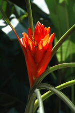 Floresta da Tijuca
