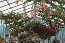 Collection de fuchsia