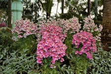 Fleurs