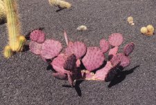 El Jardín de Cactus