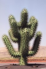 Cactus géant de Cesar Manrique 