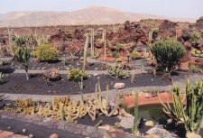 El Jardín de Cactus