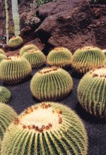 El Jardín de Cactus