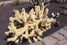 El Jardín de Cactus