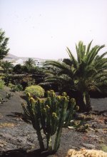 Le jardin