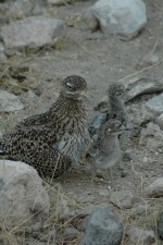 Oiseau et petits