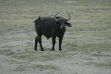 Buffle