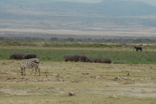 Zèbres et hippopotames