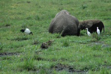 Eléphants