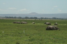Eléphants