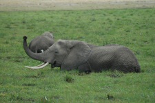 Eléphants