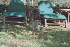 Vervet ou singe vert