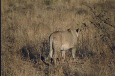 Lionne