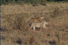 Lionnes