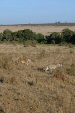 Lionnes