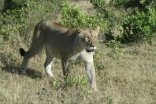 Lionne