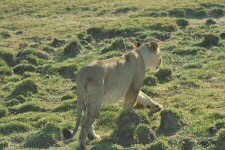 Lionne