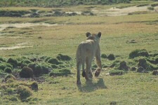 Lionne