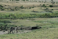 Lionne
