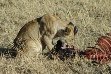 Lionceau