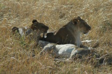 Lionnes et lionceau