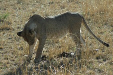 Lionceau
