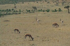 Gazelles de Thomson et gazelles de Grant