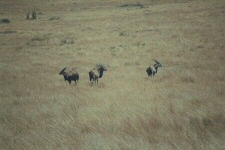 Elands