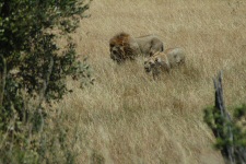 Lion et lionne