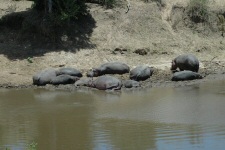 Hippopotames