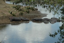 Hippopotames