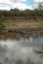 Hippopotames