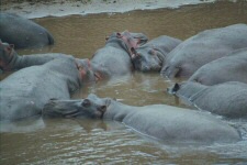 Hippopotames