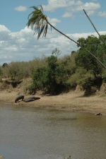 Hippopotames