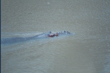 Hippopotames