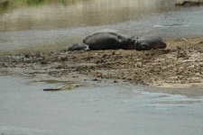 Hippopotames