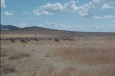 La migration des gnous