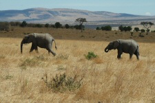 Eléphants