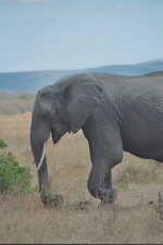 Eléphant