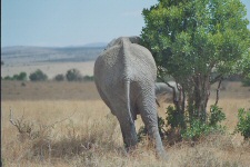Eléphant