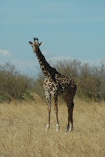 Girafe