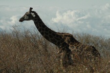 Girafe